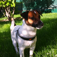 JACK RUSSEL con Pedigree per Monta