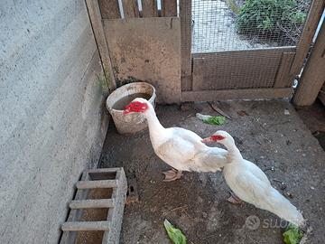 Coppia di anatra muta