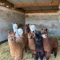 Disponibili alpaca per agriturismi e fattorie fida