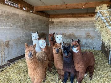 Disponibili alpaca per agriturismi e fattorie fida