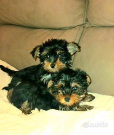 Cuccioli Yorkshire Mini Toy