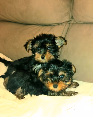 Cuccioli Yorkshire Mini Toy