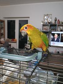 Piccolo di conuro del sole