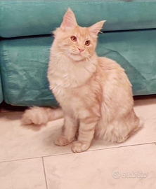 Cucciolo Maine Coon pedigree ANFI