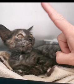Gattina dolcissima 3 mesi
