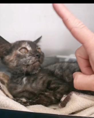 Gattina dolcissima 3 mesi