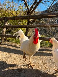 Gallo galli galletto