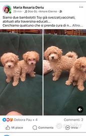 Abbiamo due mesi qualcuno può essere interessato a