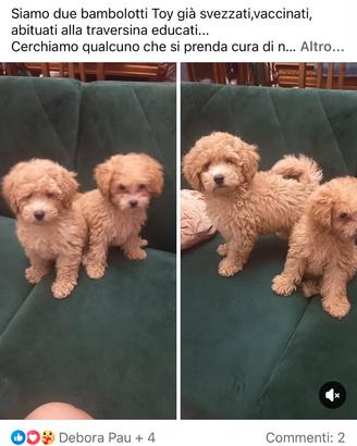 Abbiamo due mesi qualcuno può essere interessato a