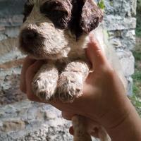 Cuccioli Lagotto Romagnolo