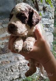 Cuccioli Lagotto Romagnolo