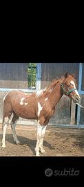 Puledro Paint