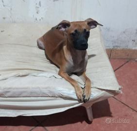 Simil incrocio