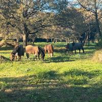 Cavallo paddock e prato