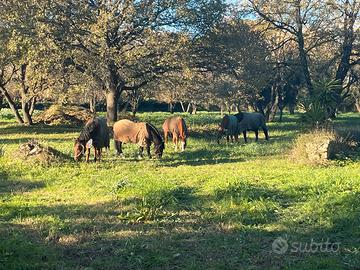 Cavallo paddock e prato