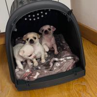 Cane Chiwawa chiuaua