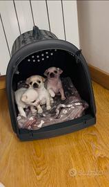 Cane Chiwawa chiuaua