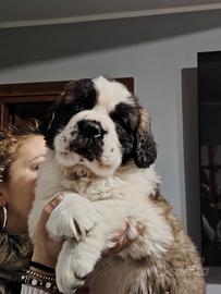 Cucciolo San Bernardo