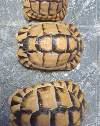 Testudo Kleinmanny