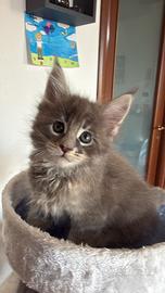 Cucciole maine coon