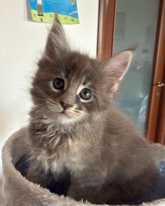 Cucciole maine coon
