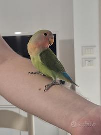 Giovane inseparabile