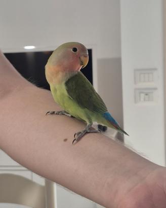 Giovane inseparabile