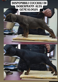 Dobermann cuccioli