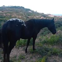 Cavalla puledra appaloosa