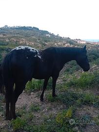 Cavalla puledra appaloosa