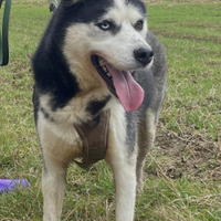 KLAUS l' husky dal cuore d' oro