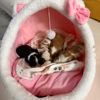 Cuccioli maschi Cavalier King
