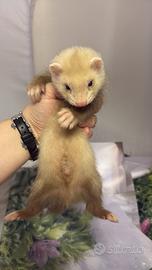 Furetti