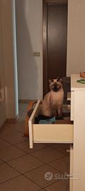 Gattina siamese sealpoint