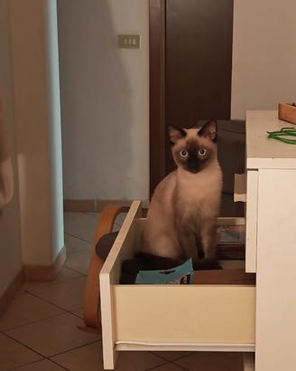 Gattina siamese sealpoint