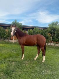 Quarter horse