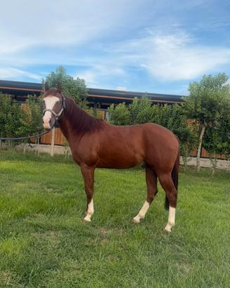 Quarter horse