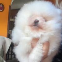 Spitz di Pomerania Bianco