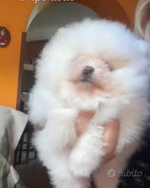 Spitz di Pomerania Bianco