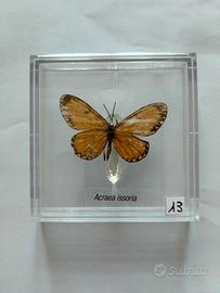 Farfalla da collezione.