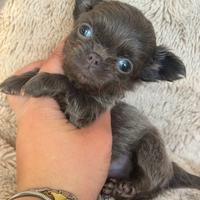 Chihuahua mini