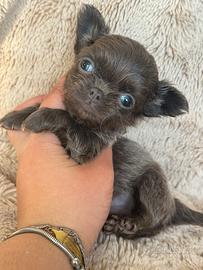 Chihuahua mini
