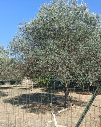 Terreno - Chiaramonte Gulfi