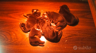 Cuccioli di pastore tedesco prenotabili