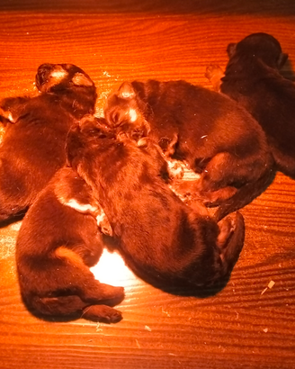 Cuccioli di pastore tedesco prenotabili