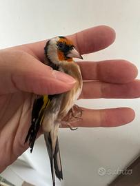 Ultime disponibilità