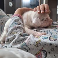 Cucciolo boxer pitbull