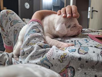 Cucciolo boxer pitbull