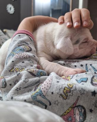 Cucciolo boxer pitbull