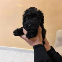 Barboncini Mini Toy black